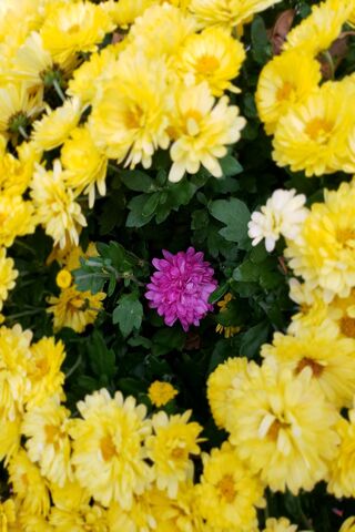 A Splash of Color in a Sea of Sunshine 🌼💖