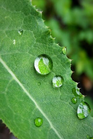Nature's Crystal: A Close-Up of Water Drops