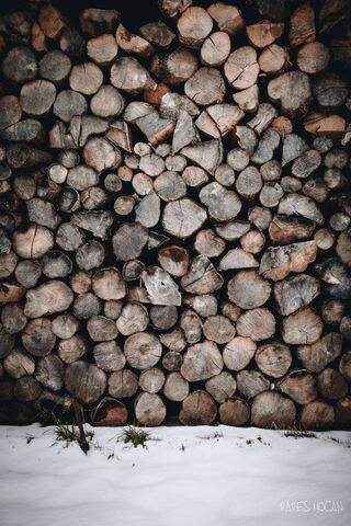 Nature's Timber Treasure 🌲✨