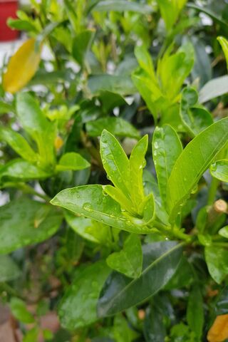 Lush Greens: Nature's Refreshing Embrace 🌿💧