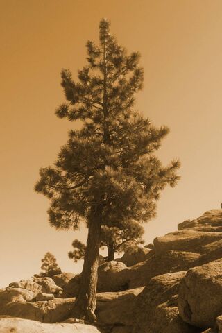 Timeless Elegance: The Sepia Pine