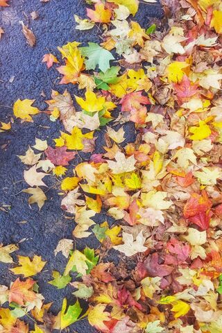 Autumn's Colorful Tapestry 🍂✨