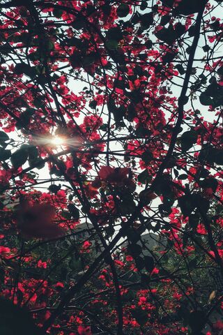 Radiant Blooms Under the Sun ☀️🌸