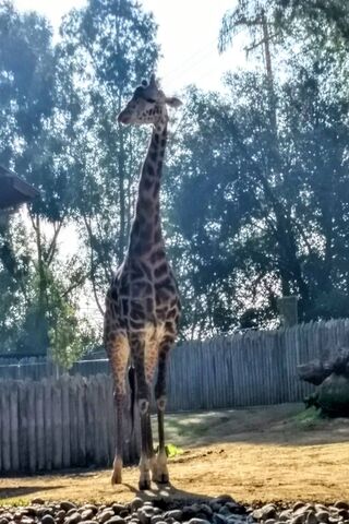 Majestic Giraffe Moments 🦒✨