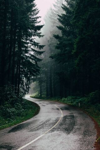 Enchanted Pathway Through the Forest 🌲✨