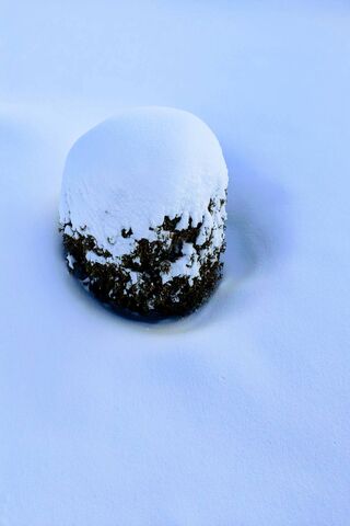 Love The Snow