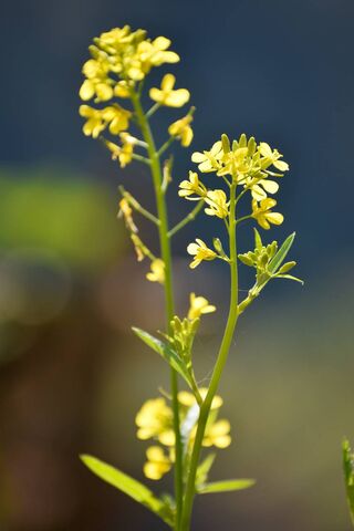Mustard Flower