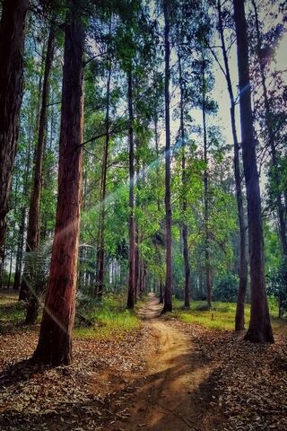 Whispers of the Eucalyptus Grove 🌿✨