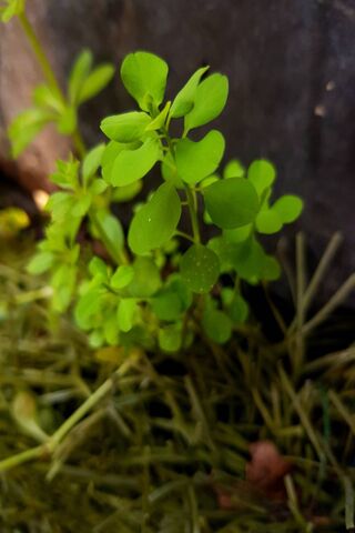 Nature's Resilience: A Green Oasis