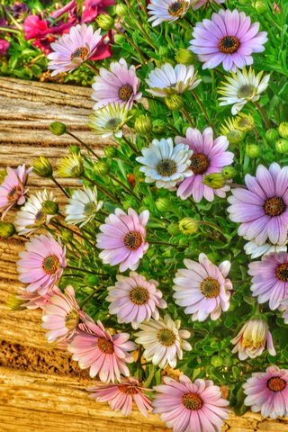 Blooming Beauty: A Floral Delight 🌸✨