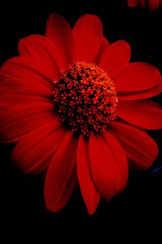 Redflower