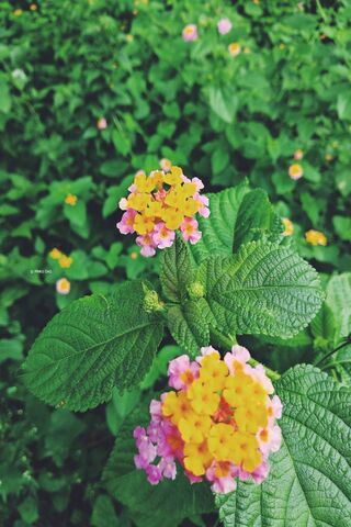 Blooming Beauty: A Colorful Floral Delight 🌼🌸