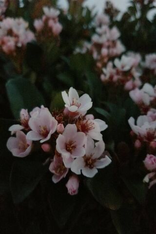 Blossoms of Affection 🌸💖