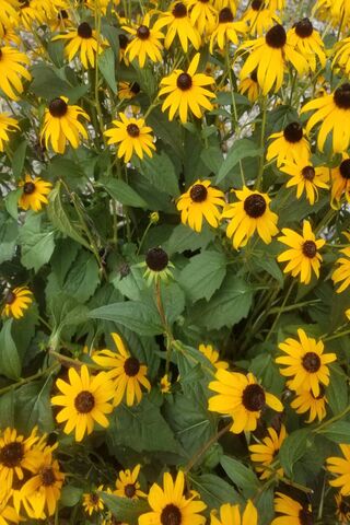 Sunshine Blooms: The Charm of Black-Eyed Susans 🌼✨