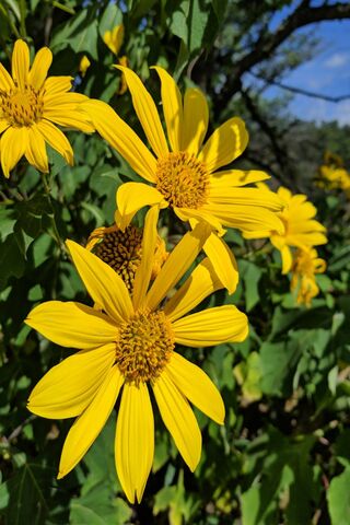 Golden Blooms of the Girasol 🌻✨
