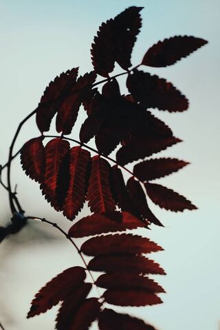 Crimson Embrace of Natu..