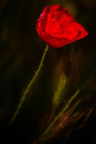 Crimson Elegance: The Poppy's Dance 🌺✨