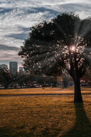 Sunlit Serenity: A Tree's Embrace