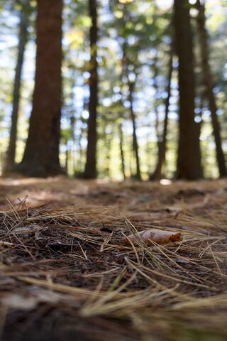 Whispers of the Forest: Pine Needle Carpet 🍃🌲