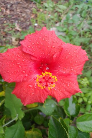 Redflower