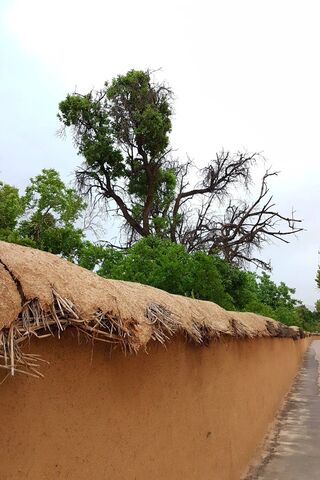 The Timeless Charm of Shiraz Ghasrodasht 🌳🏡