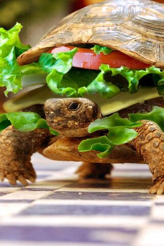 Tasty Turtle Treat: A Whimsical Delight! 🐢🥗