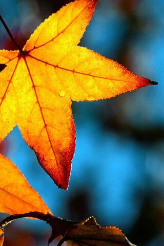 Autumn's Golden Embrace 🍂✨
