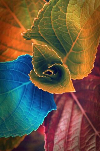 Nature's Color Palette: A Leafy Symphony 🍂🎨