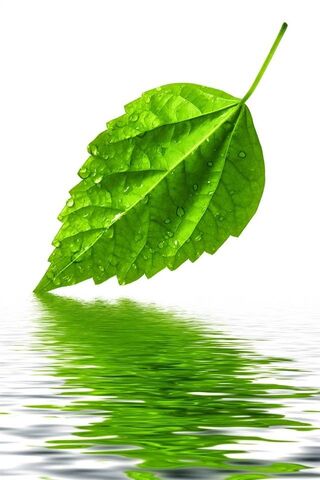 Nature's Reflection: The Serenity of Leaves 🍃💧