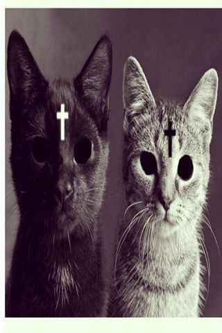 Divine Duality: The Outtatheordinary Cats 🐾✨