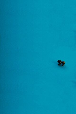 Tiny Treasure on a Blue..