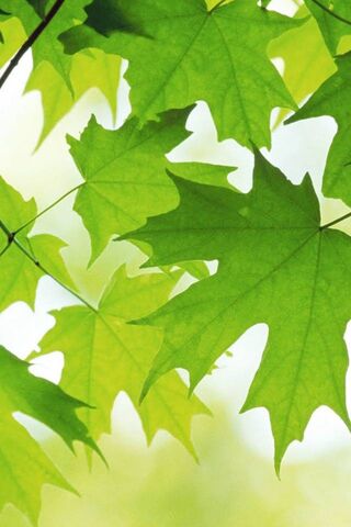 Nature's Transition: From Summer to Autumn 🍂🌞