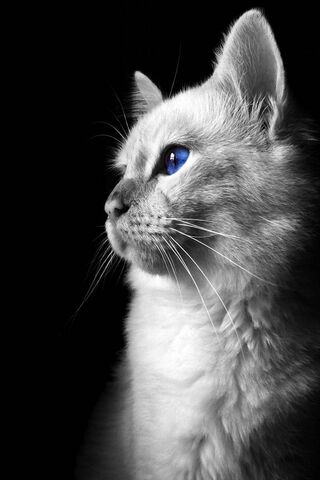 Kucing mata biru