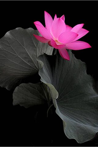 Blooming Serenity: The ..
