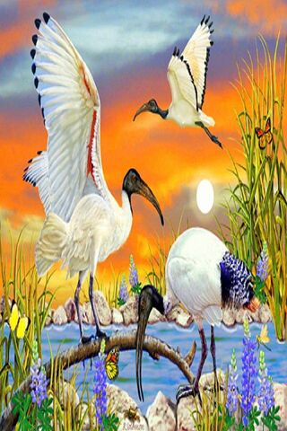 Sacred Ibis: Guardians of the Nile 🌅🦩