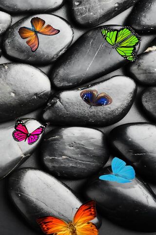 Vibrant Wings on a Stone Canvas