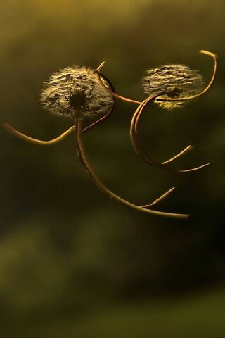 Whimsical Dandelion Dre..