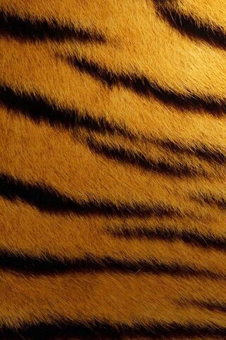 Wild Elegance: The Stri..