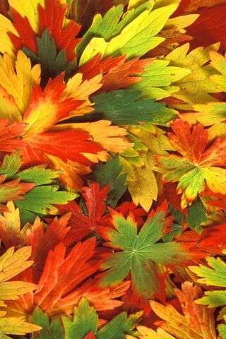 Autumn's Colorful Tapes..