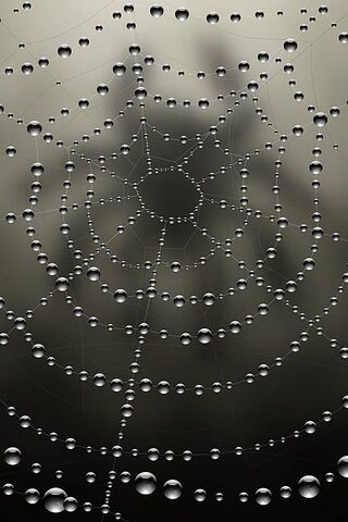 Glistening Web of Nature's Artistry ✨🕸️