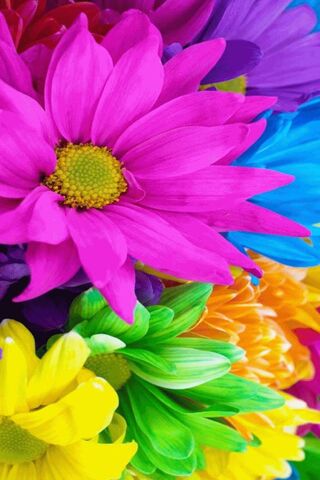 Vibrant Blooms: A Color..