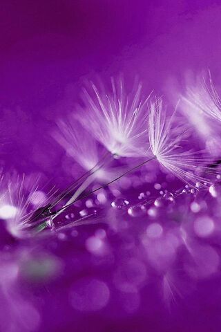 Whispers of Nature: The HTC One Inspiration 🌸✨