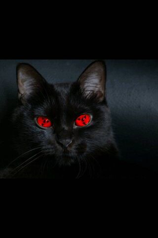 Sharingan Cat