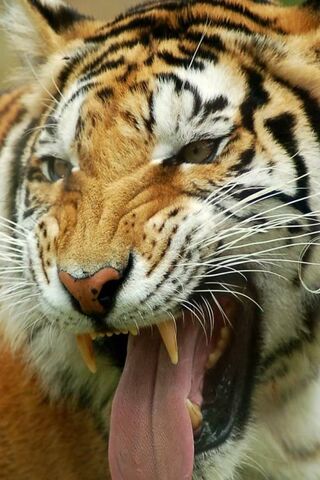 Tigerii