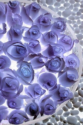 Rose Wallpaper - Download to your mobile from PHONEKY