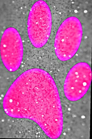 Paw Print Wallpaper - Download to your mobile from PHONEKY