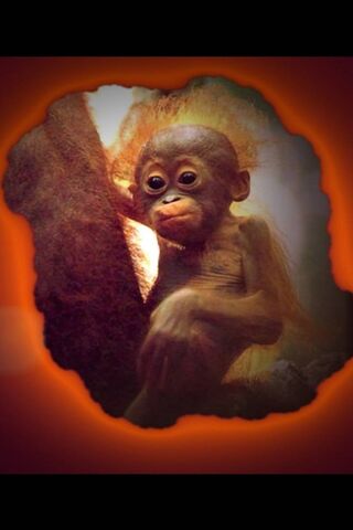 Cheeky Chimp: The Mischief Maker! 🐒✨