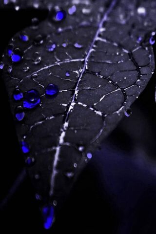 Mystic Drops: Nature's Nighttime Beauty 🌌💧