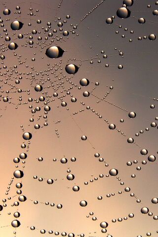 Nature's Tiny Jewels: A..