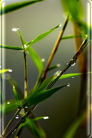 Whispers of Nature: The Graceful Grass Curve 🌿✨